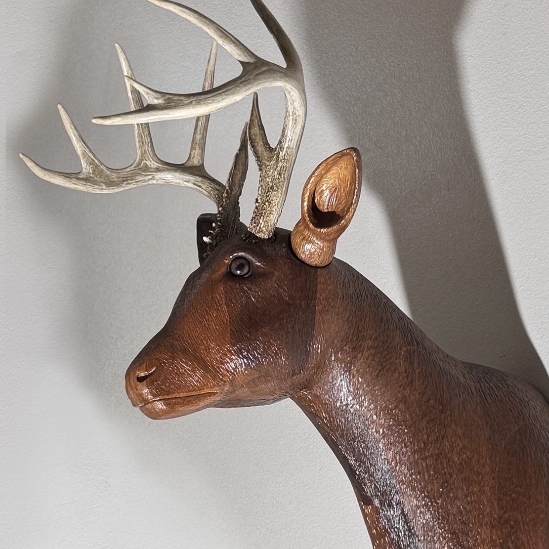Deer wall mount trophy head with shed antlers