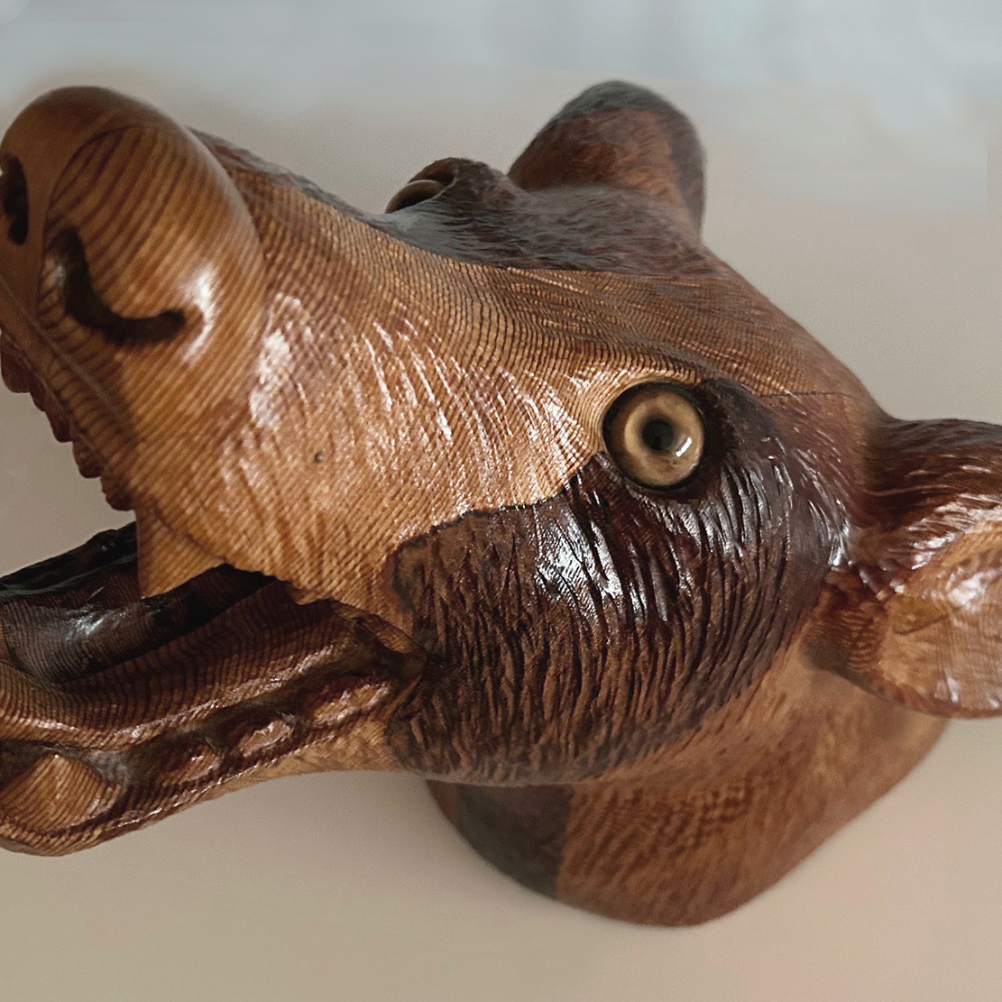 close up of a coyote head